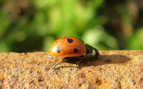 COCCINELLE