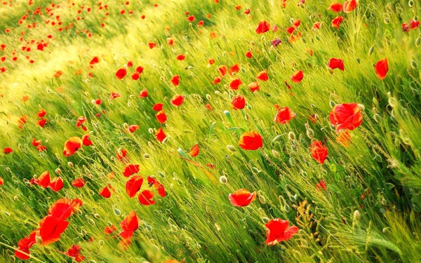 COQUELICOTS