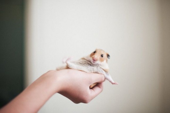 HAMSTER