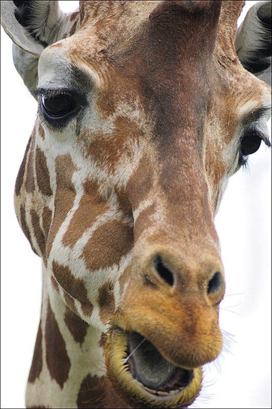 GIRAFE