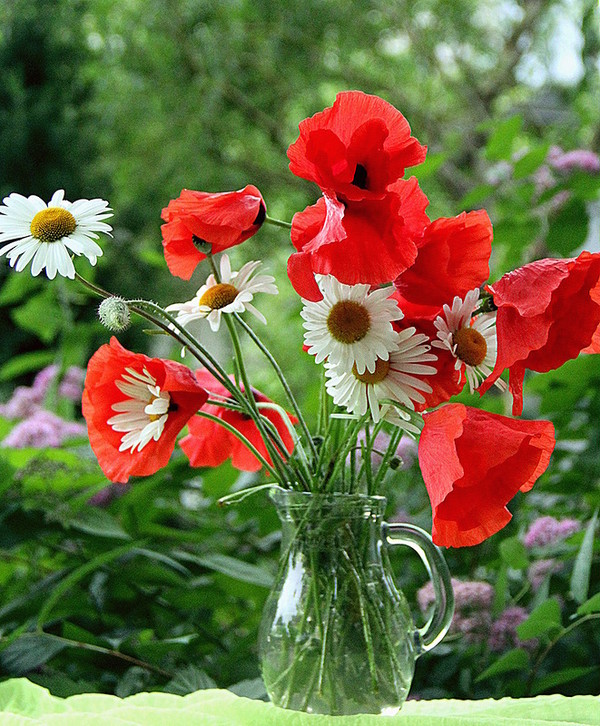 COQUELICOTS