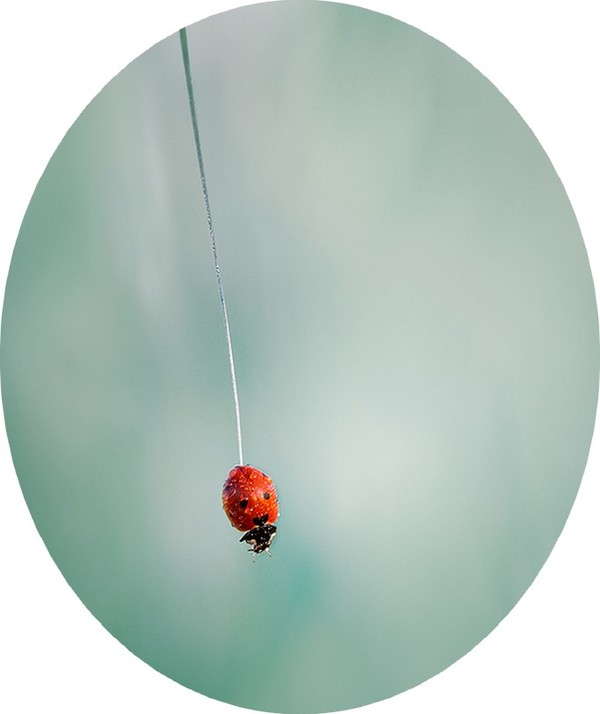 COCCINELLE