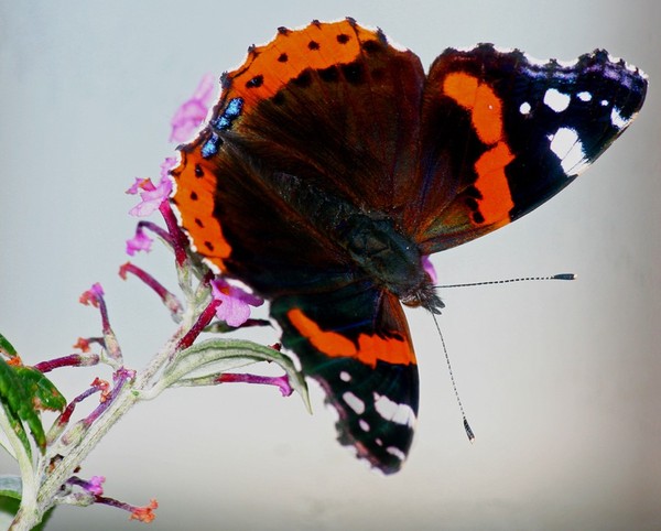 PAPILLON