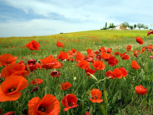 COQUELICOTS