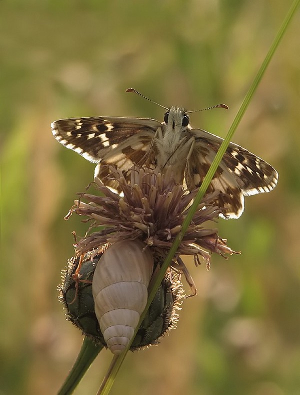 PAPILLON