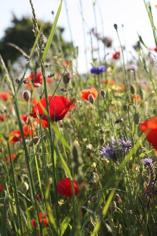 COQUELICOTS 2
