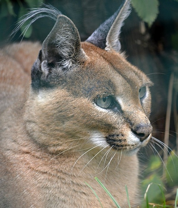 CARACAL