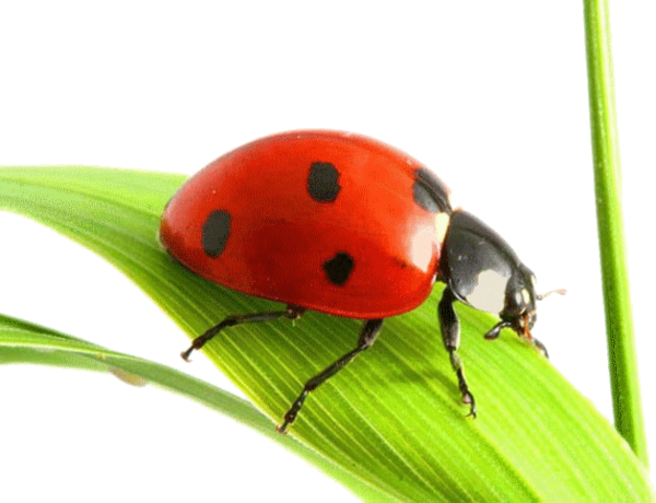 COCCINELLE