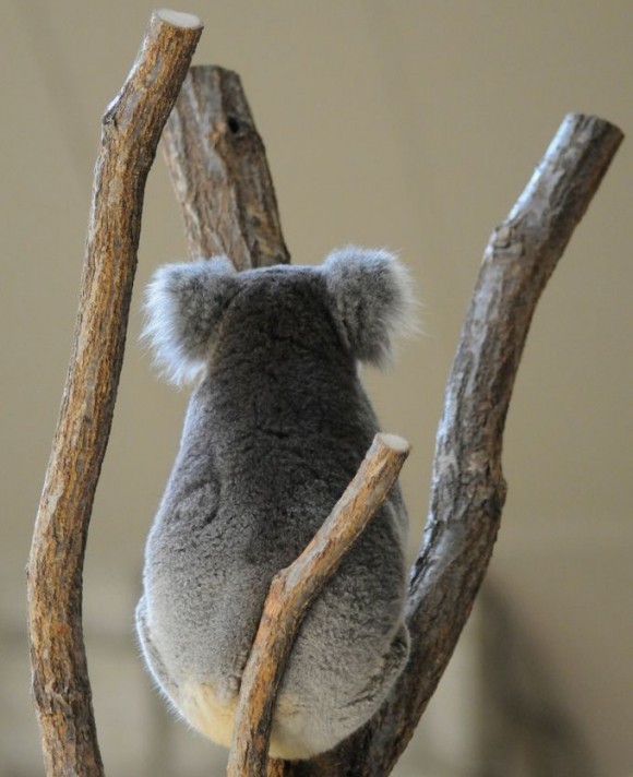 KOALA