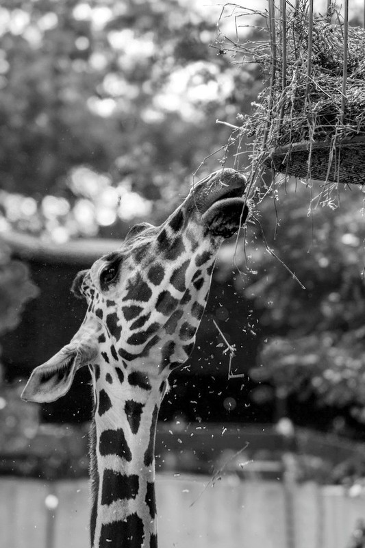 GIRAFE