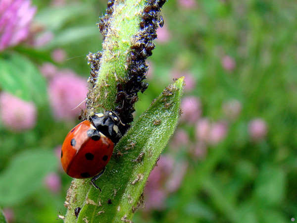 COCCINELLE