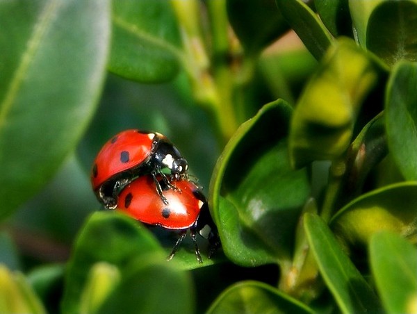 COCCINELLES