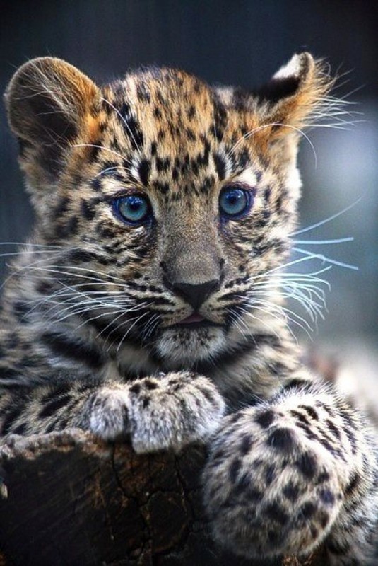 LEOPARD