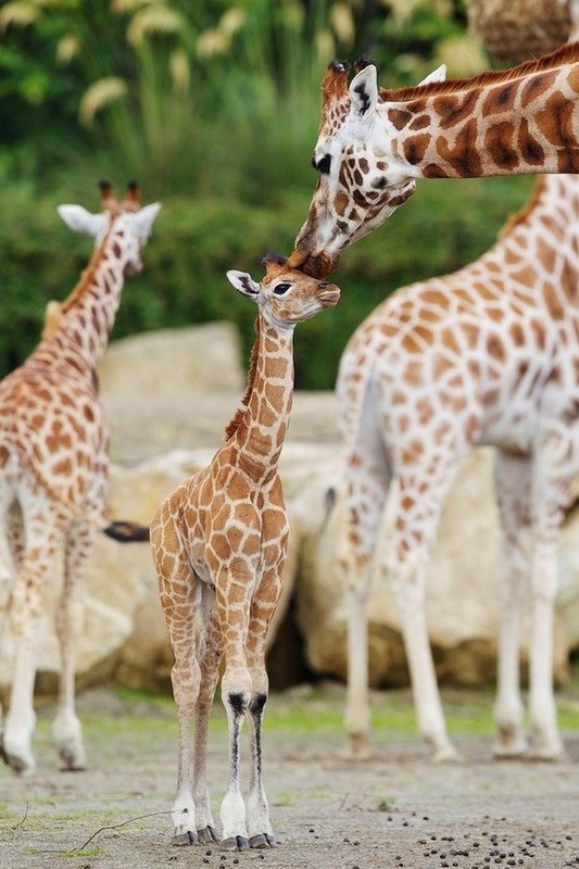 GIRAFES