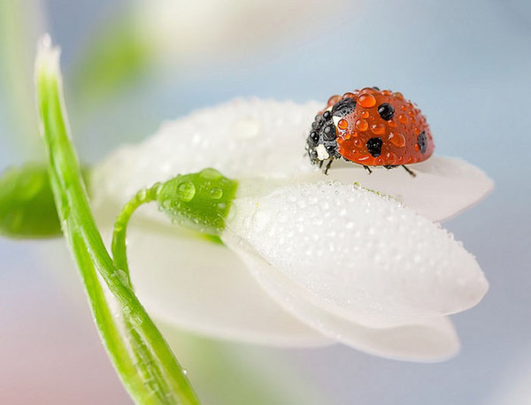 COCCINELLE