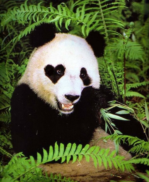 PANDA