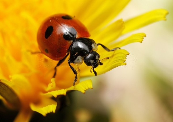 COCCINELLE