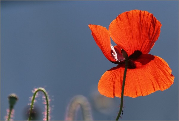 COQUELICOT