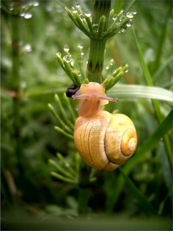 ESCARGOT