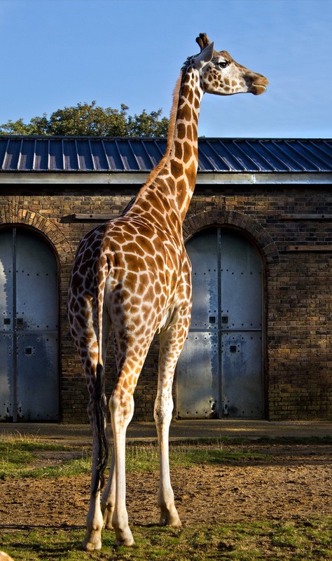 GIRAFE