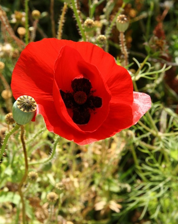 COQUELICOT