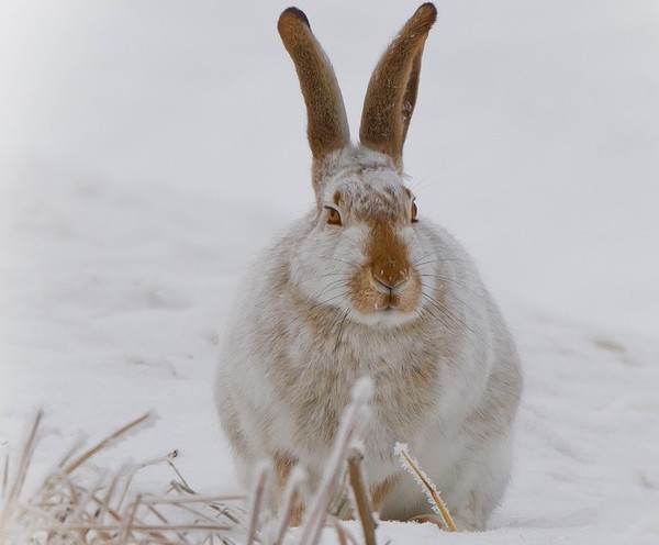 LAPIN