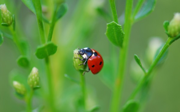 COCCINELLE