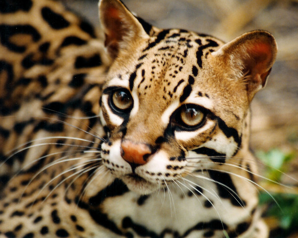 OCELOT