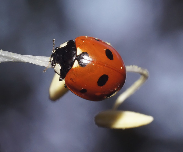 COCCINELLE 2