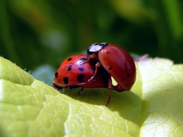 COCCINELLES