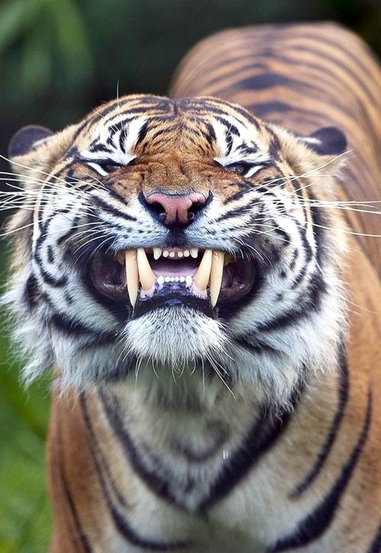 TIGRE