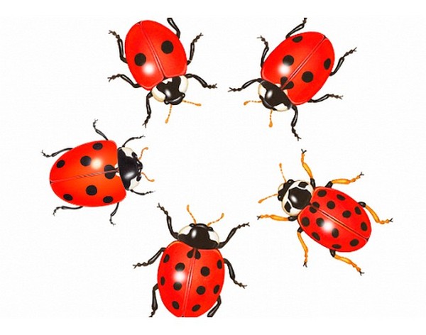 COCCINELLES