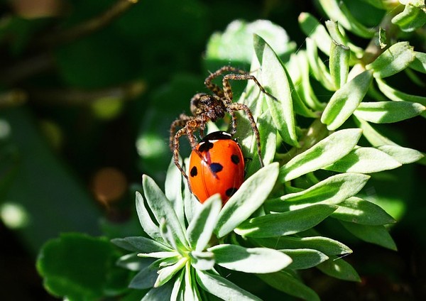 COCCINELLE