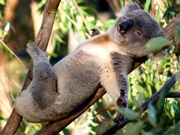 KOALA