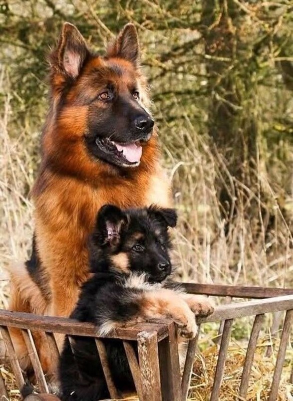 CHIEN 5