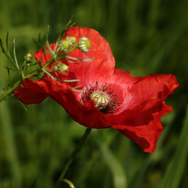 COQUELICOT