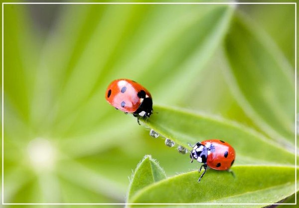 COCCINELLES