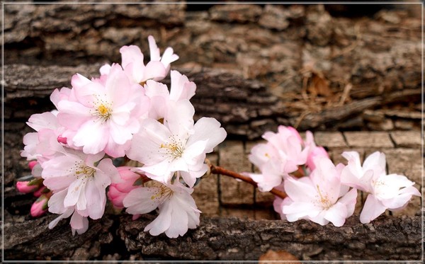 FLEURS