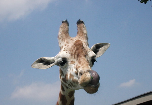 GIRAFE