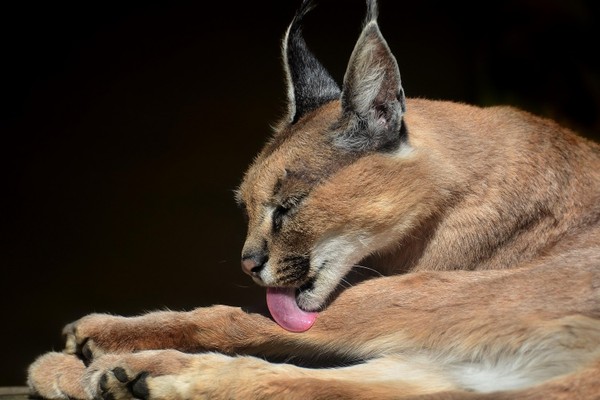 CARACAL