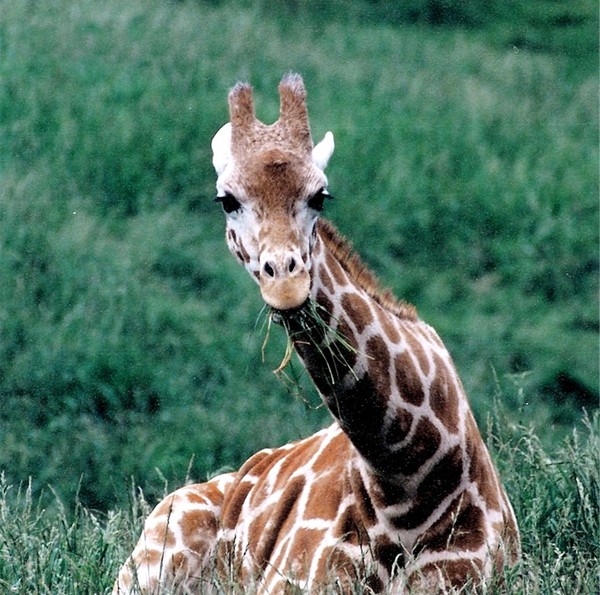 GIRAFE