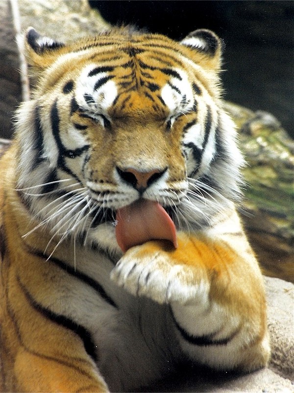 TIGRE