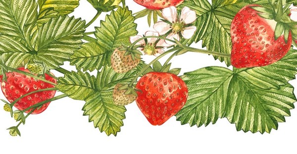 LES FRAISES 2