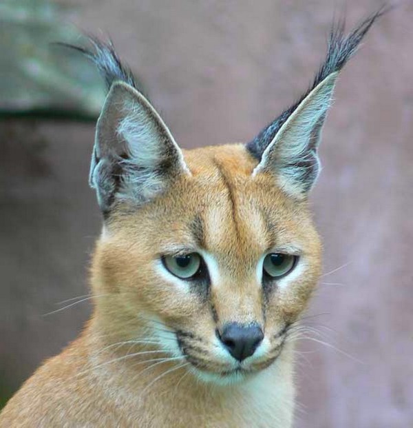 CARACAL