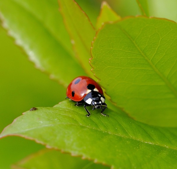 COCCINELLE