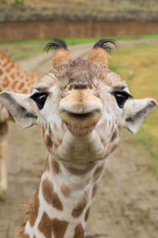 GIRAFE