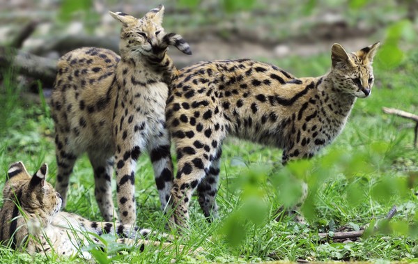 SERVALS