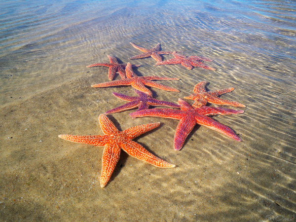 ETOILES DE MER