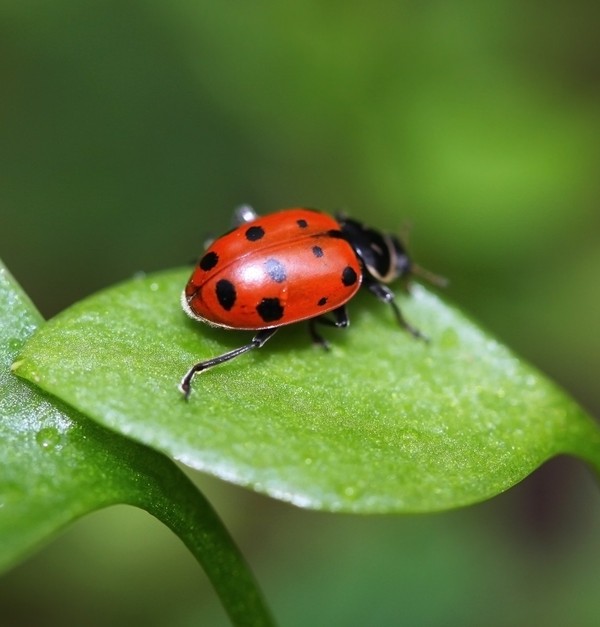 COCCINELLE