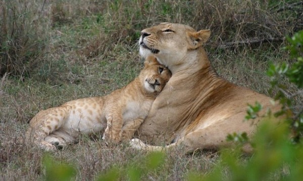 LIONNE ET LIONCEAU